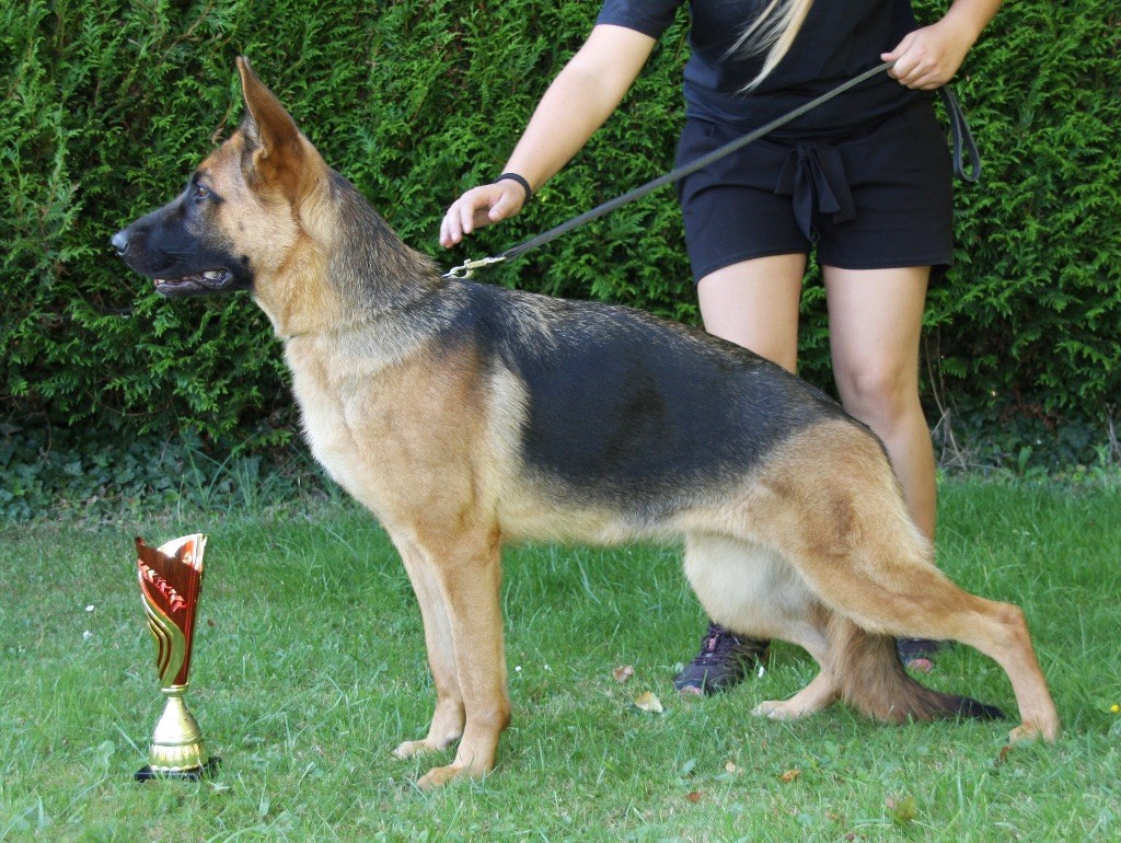 Les Berger Allemand de l'affixe du domaine d'Amandine