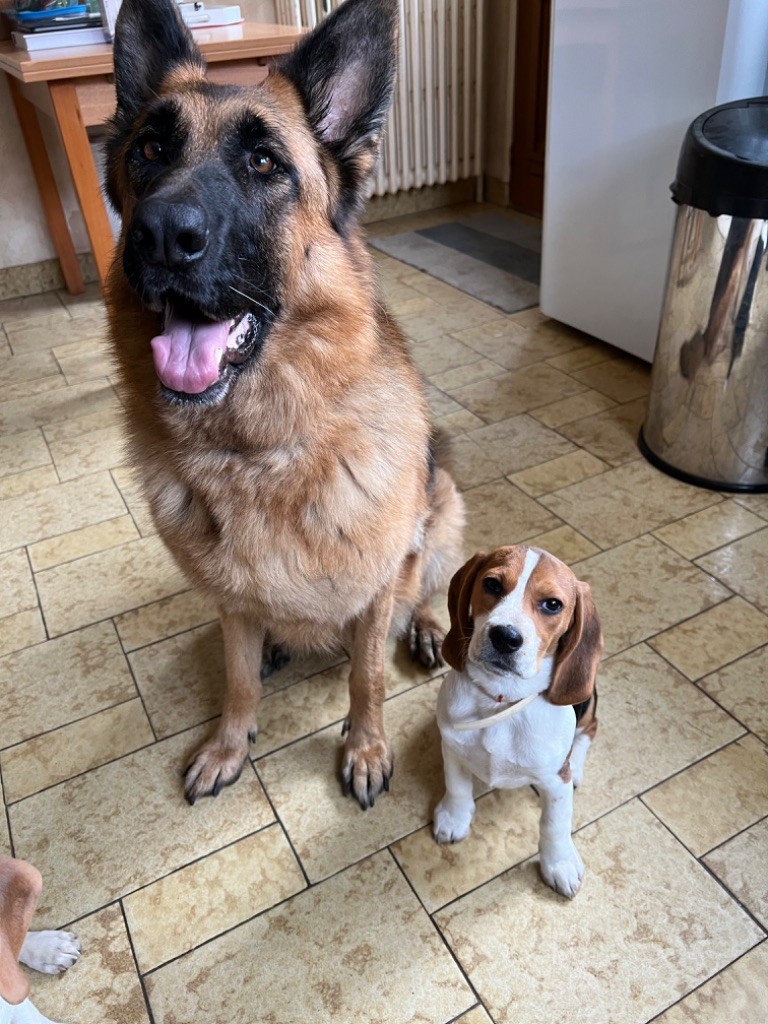 chiot berger allemand beagle mix