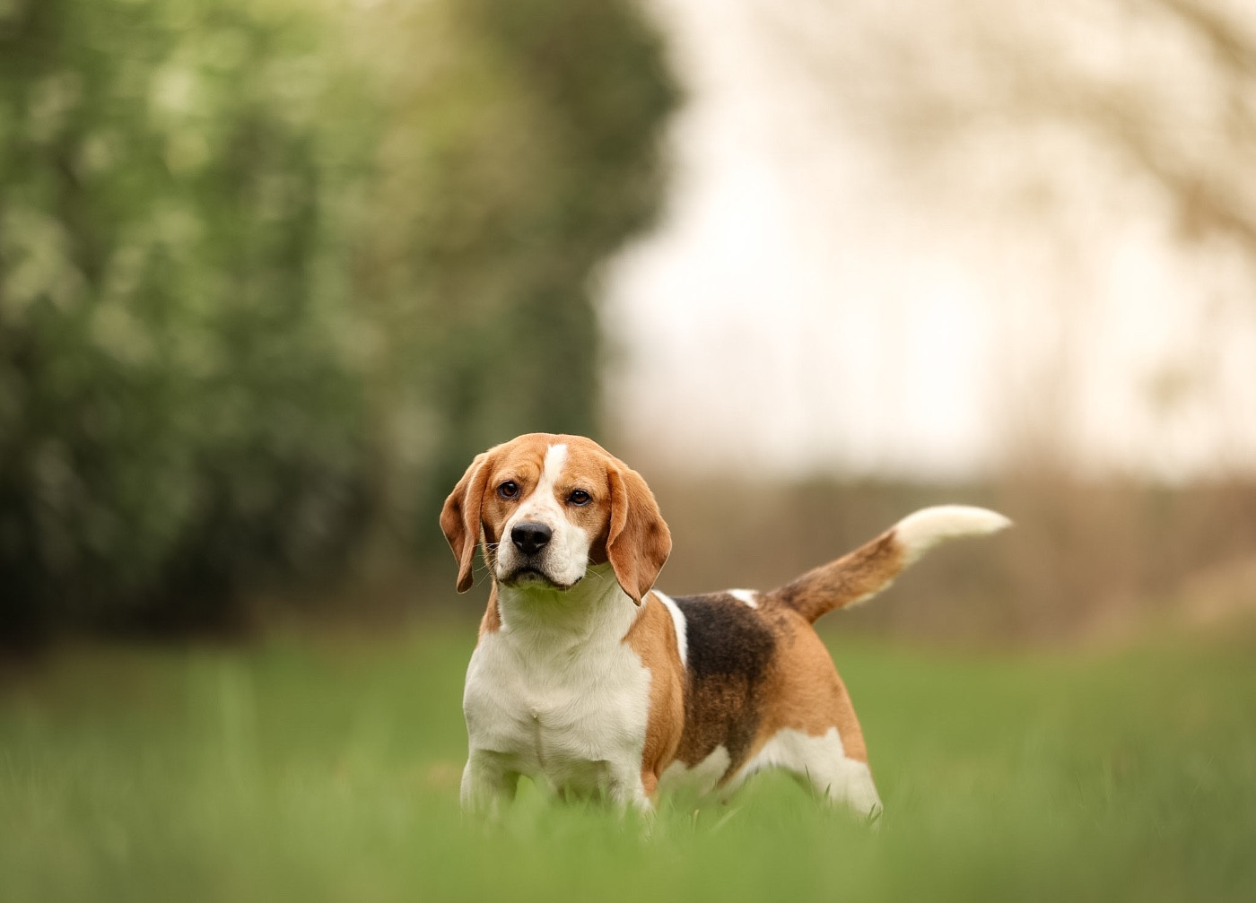 Tania dit Tyna the forgirveness american dog