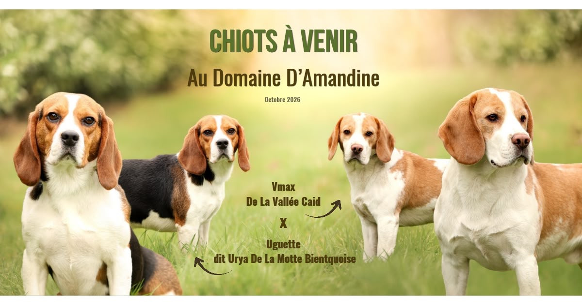 Naissance à l élevage