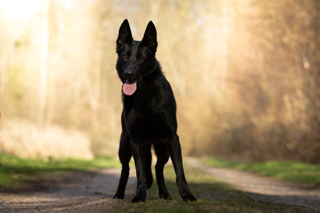 Chienne adulte à placer 