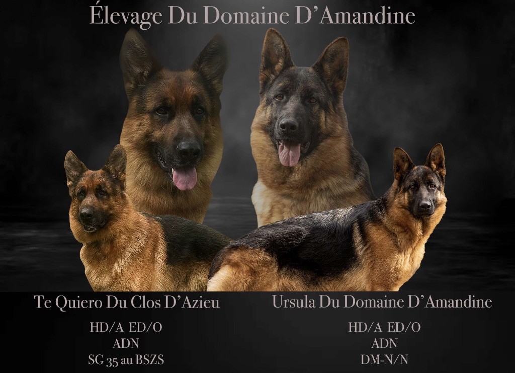 Chiots à réserver 