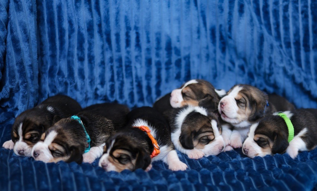 La vie des chiots 
