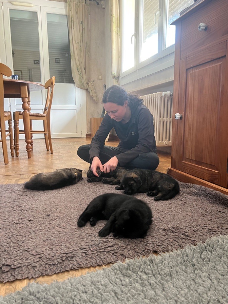 Activités des chiots