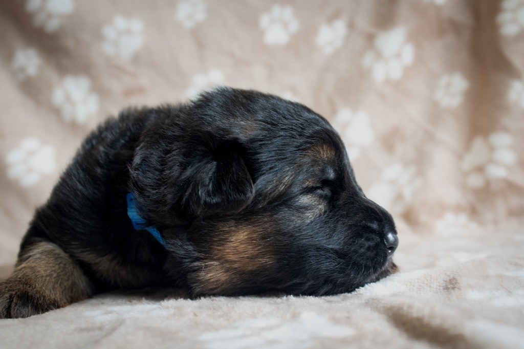 du domaine d'Amandine - Chiots disponibles - Berger Allemand
