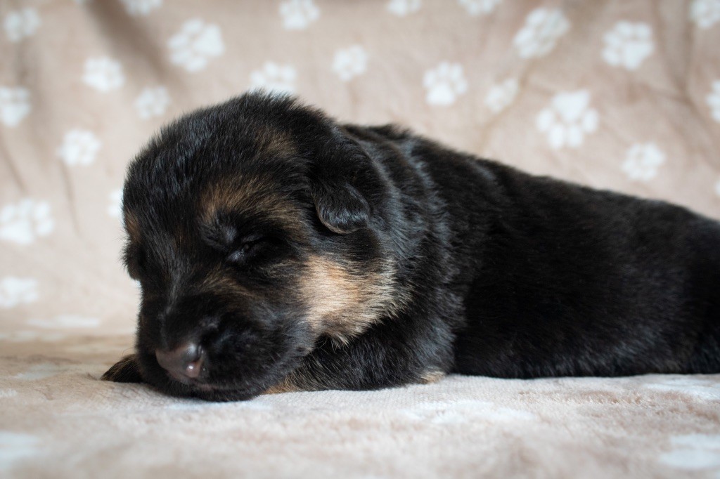 du domaine d'Amandine - Chiots disponibles - Berger Allemand