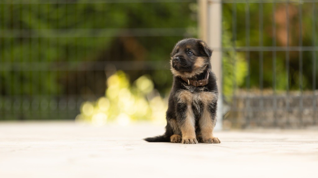 du domaine d'Amandine - Chiots disponibles - Berger Allemand