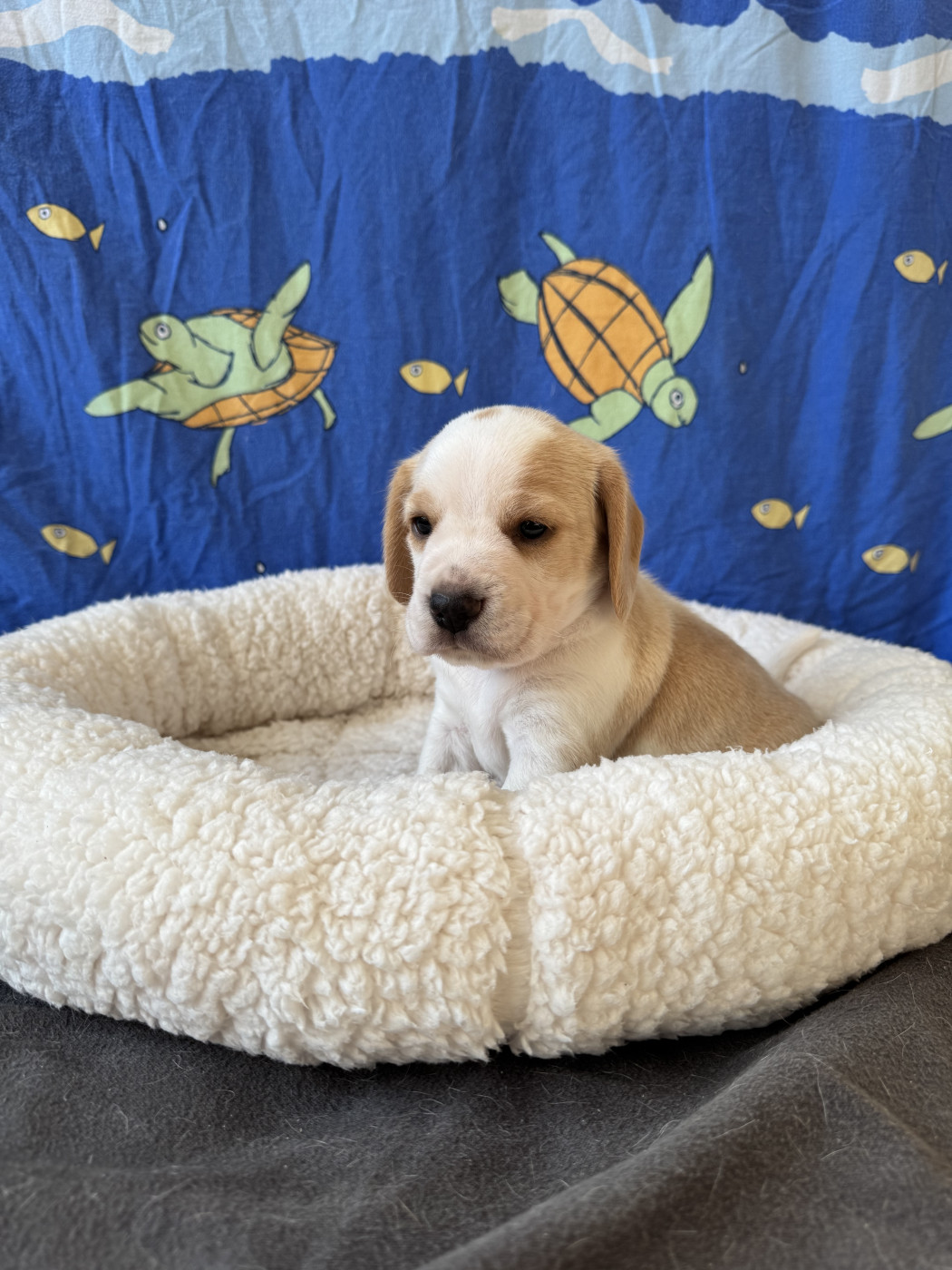 Chiot Beagle du domaine d'Amandine