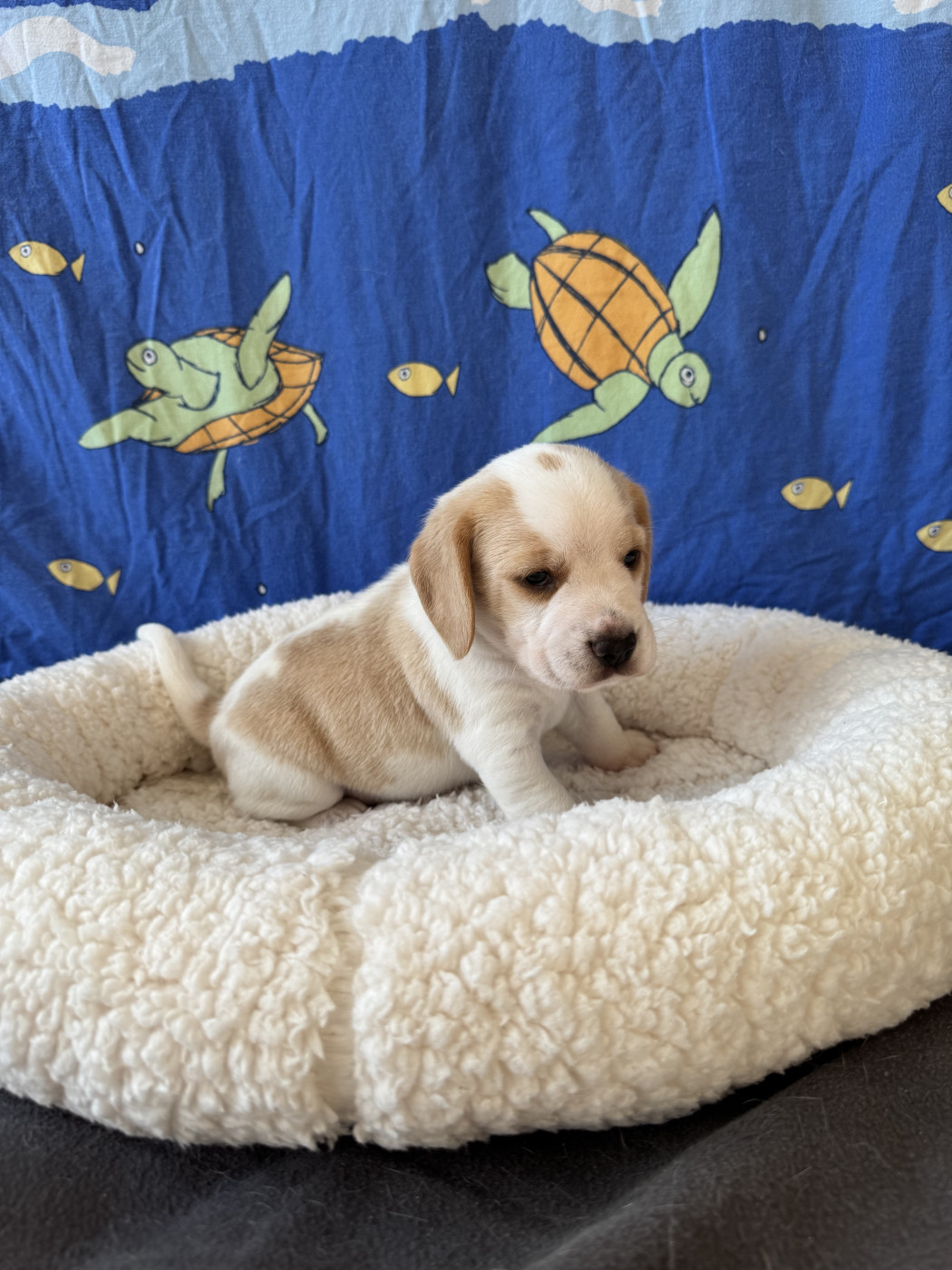du domaine d'Amandine - Chiots disponibles - Beagle