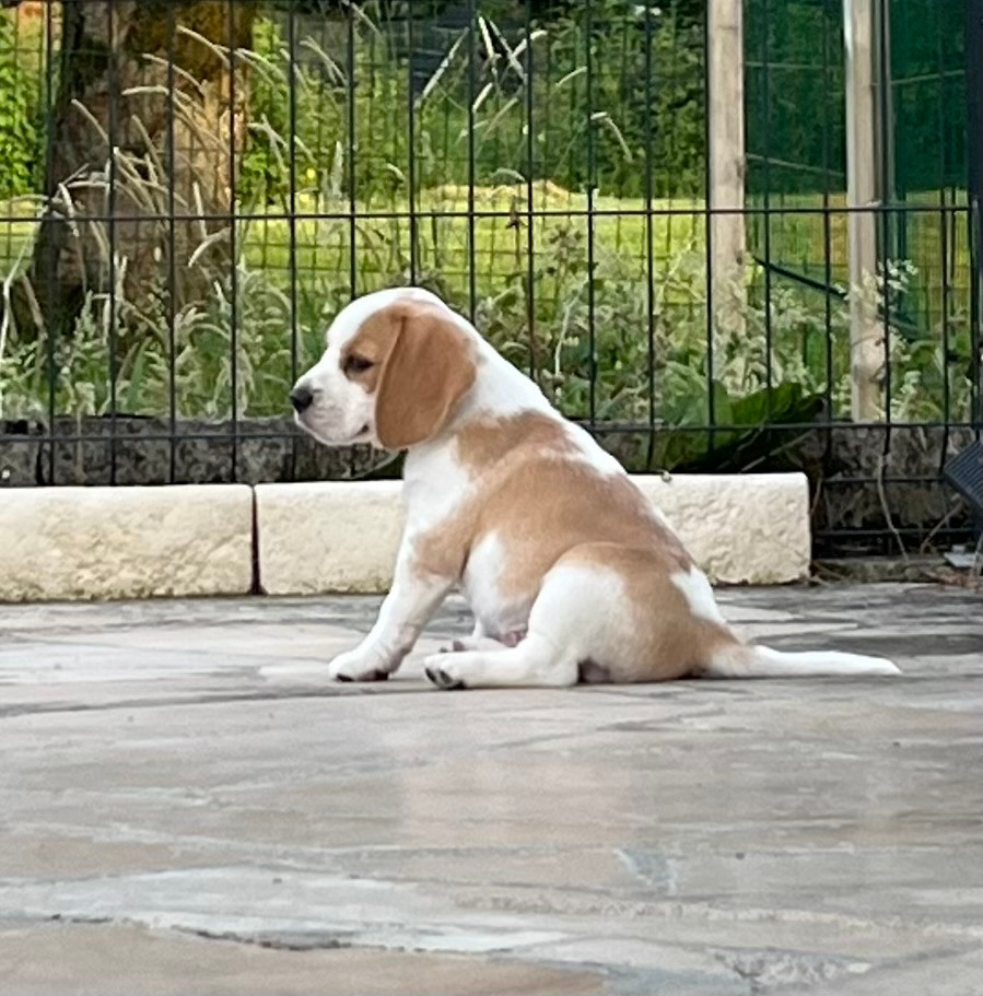 du domaine d'Amandine - Chiots disponibles - Beagle
