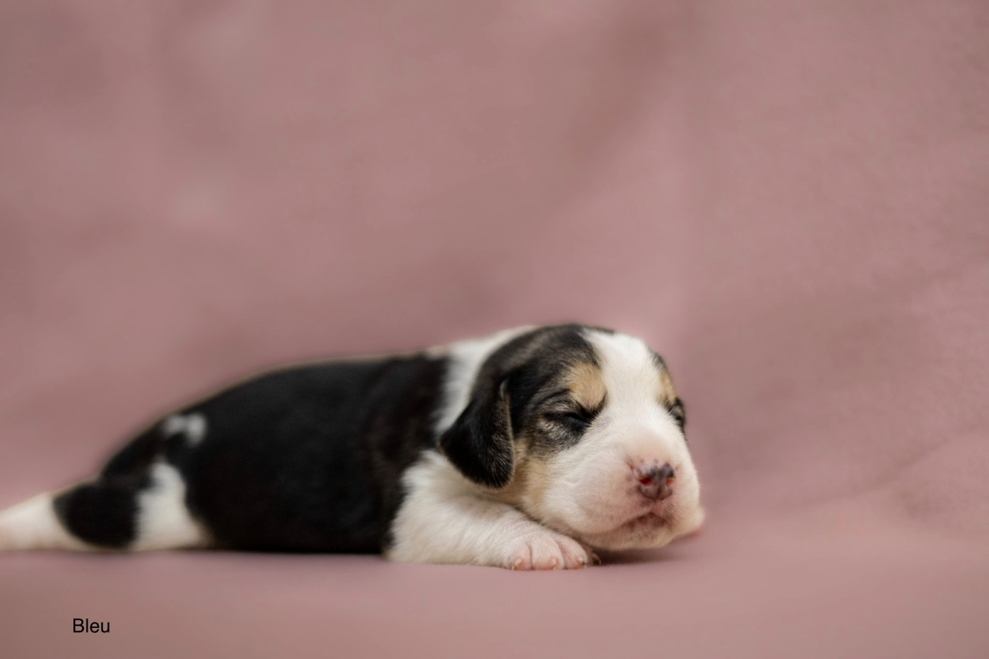du domaine d'Amandine - Chiots disponibles - Beagle