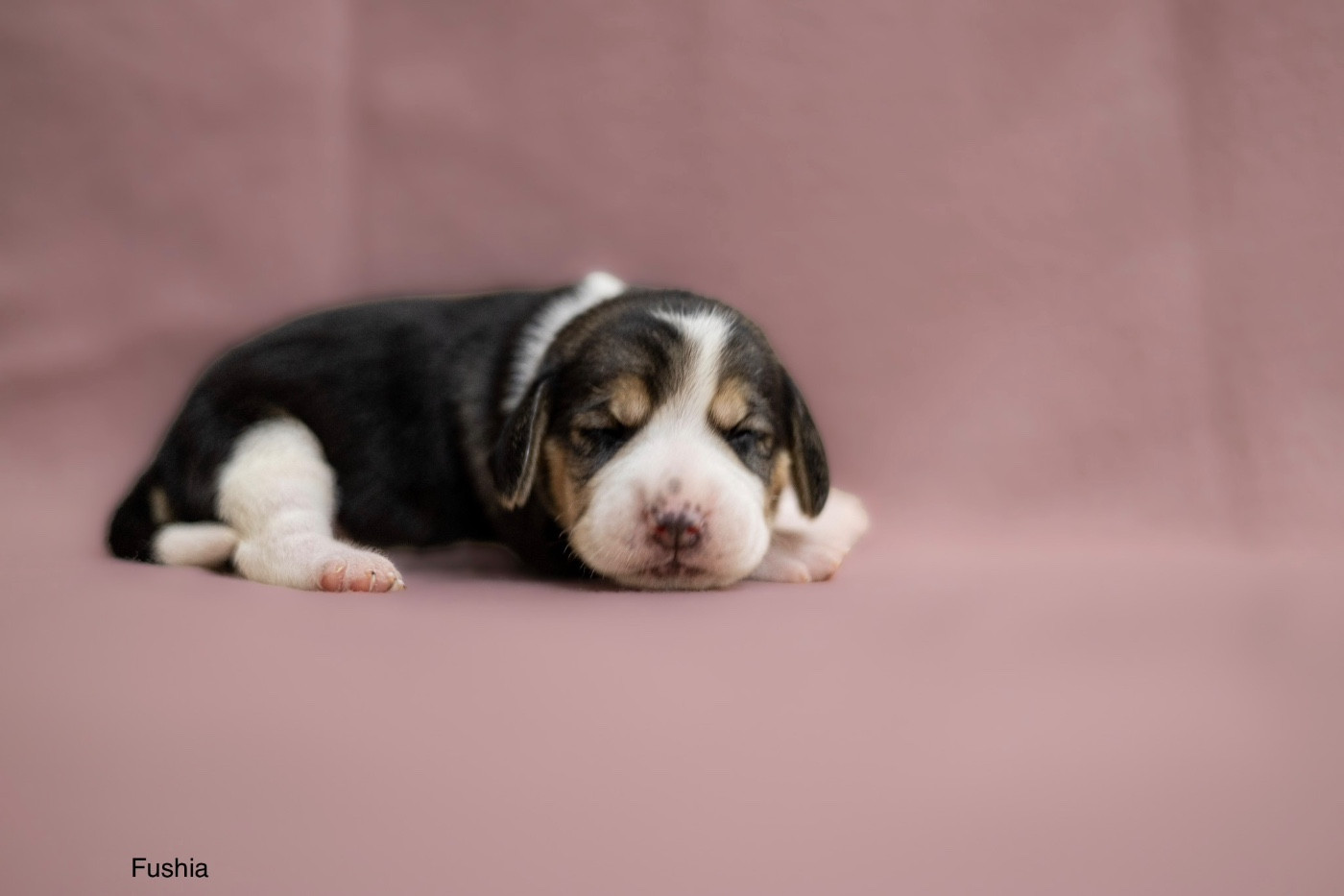 du domaine d'Amandine - Chiots disponibles - Beagle
