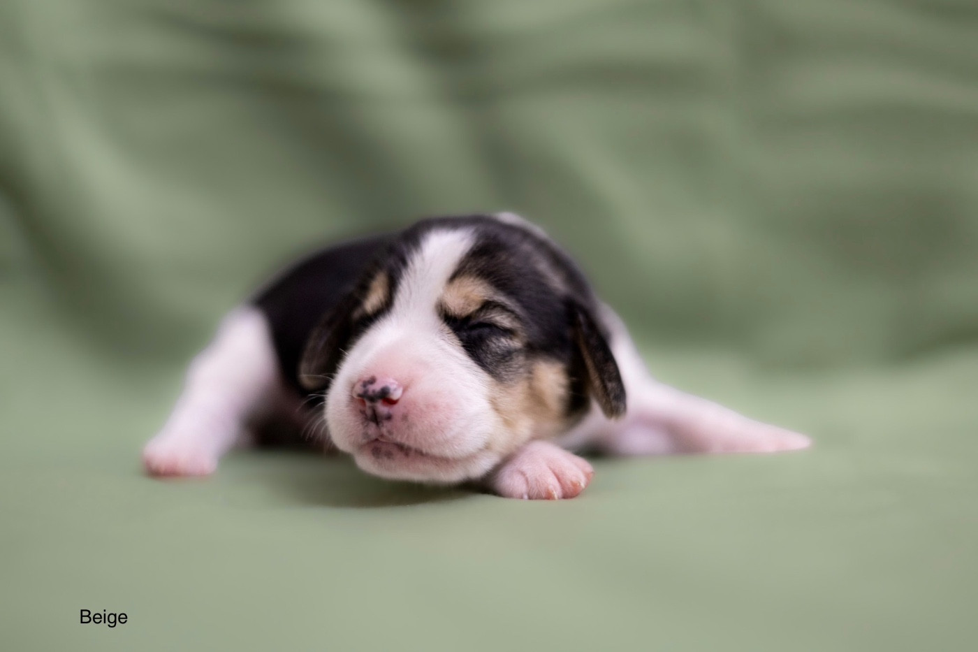 du domaine d'Amandine - Chiots disponibles - Beagle