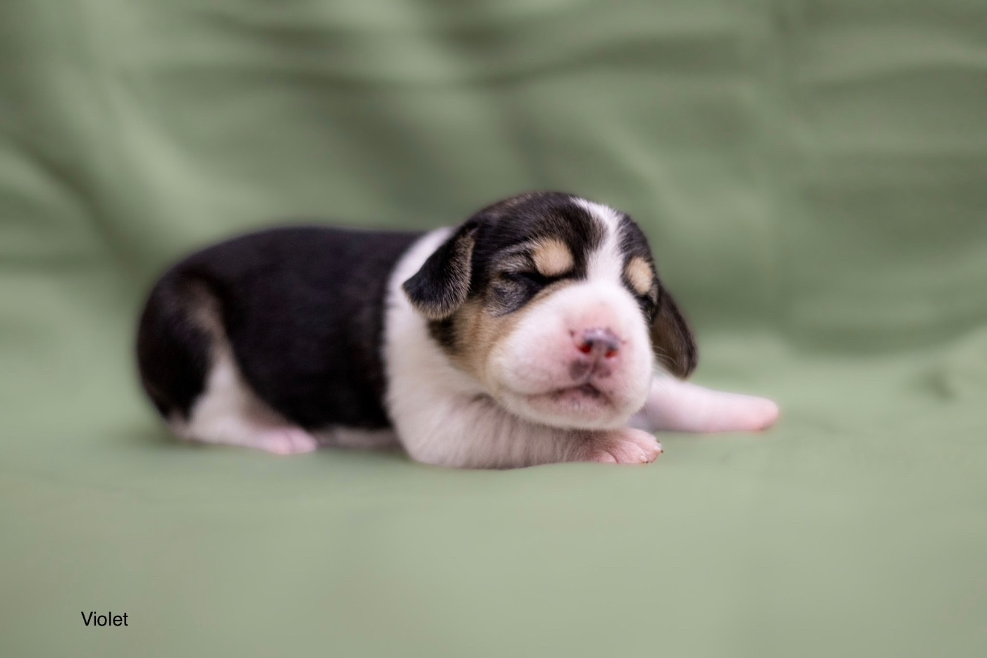 du domaine d'Amandine - Chiots disponibles - Beagle
