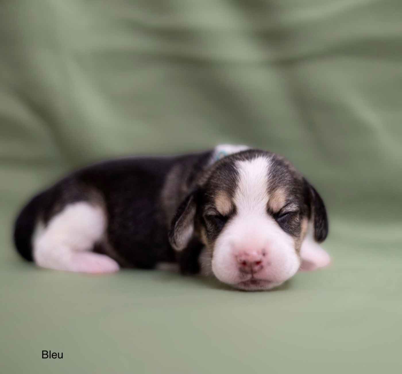 du domaine d'Amandine - Chiots disponibles - Beagle