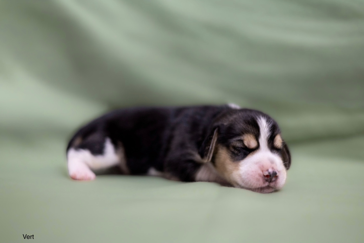 du domaine d'Amandine - Chiots disponibles - Beagle
