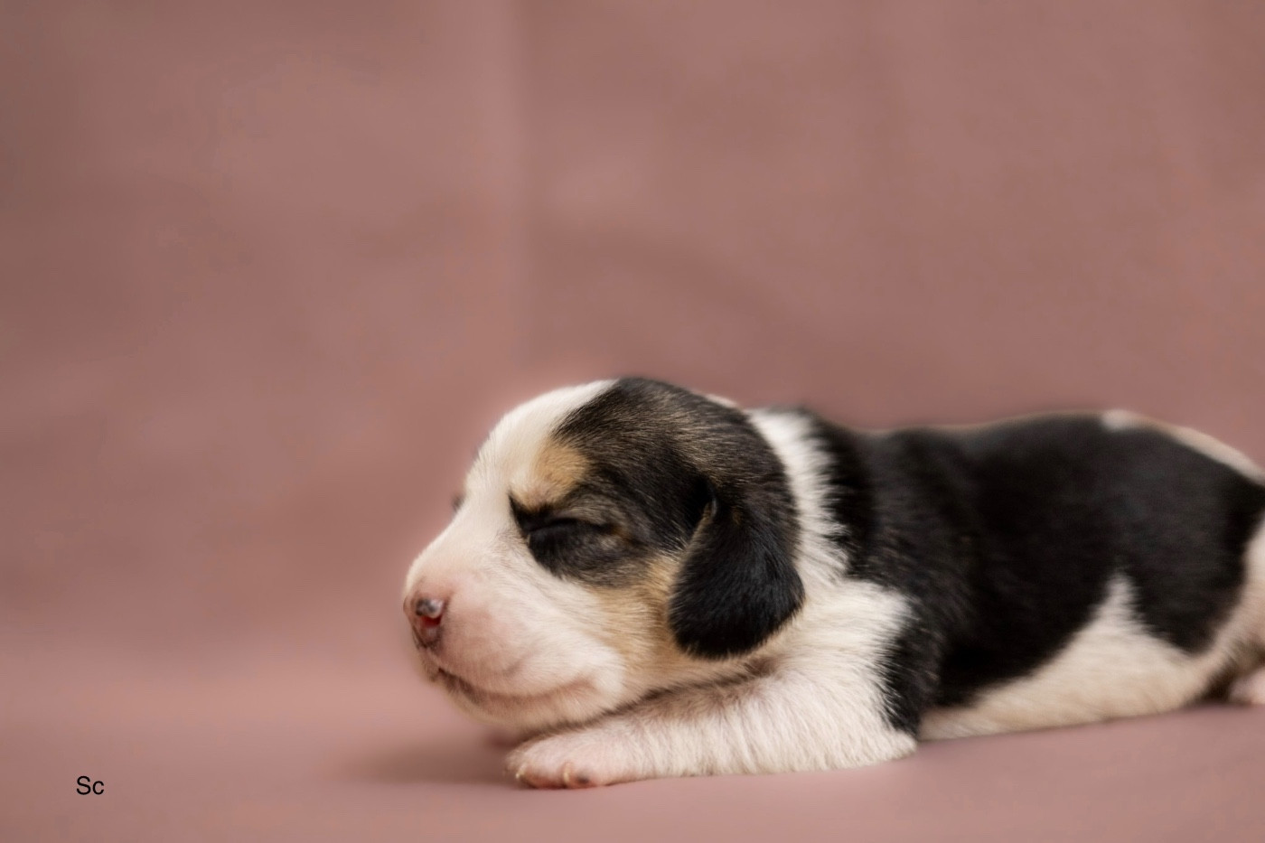 du domaine d'Amandine - Chiots disponibles - Beagle