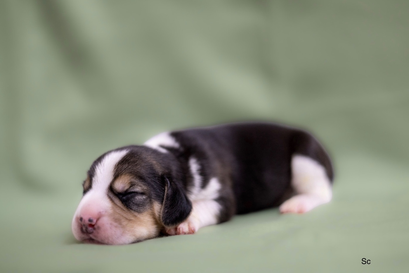 du domaine d'Amandine - Chiots disponibles - Beagle