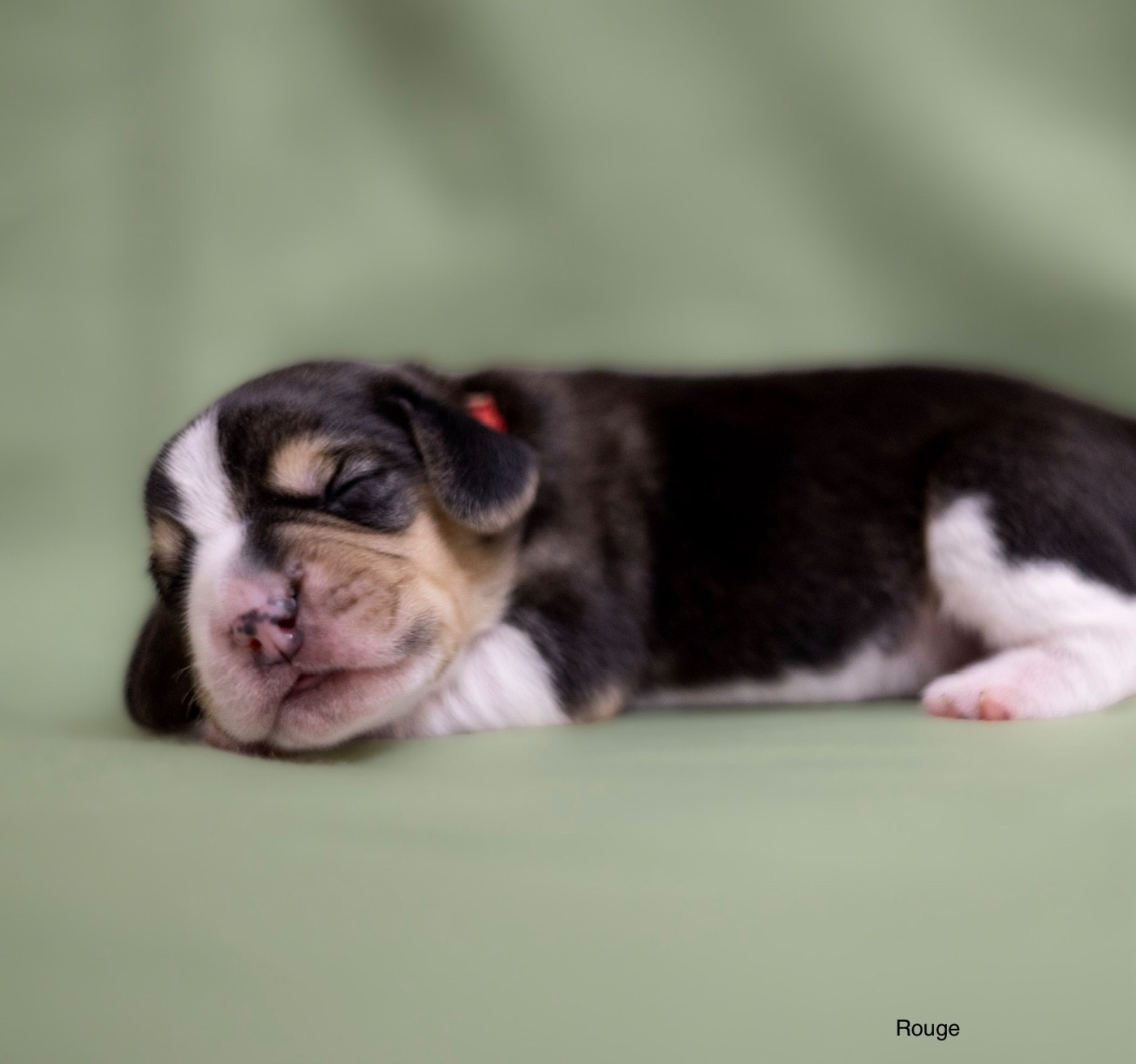 du domaine d'Amandine - Chiots disponibles - Beagle