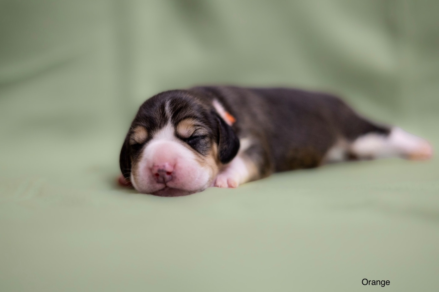 du domaine d'Amandine - Chiots disponibles - Beagle