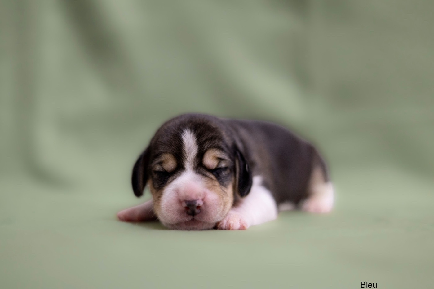 du domaine d'Amandine - Chiots disponibles - Beagle