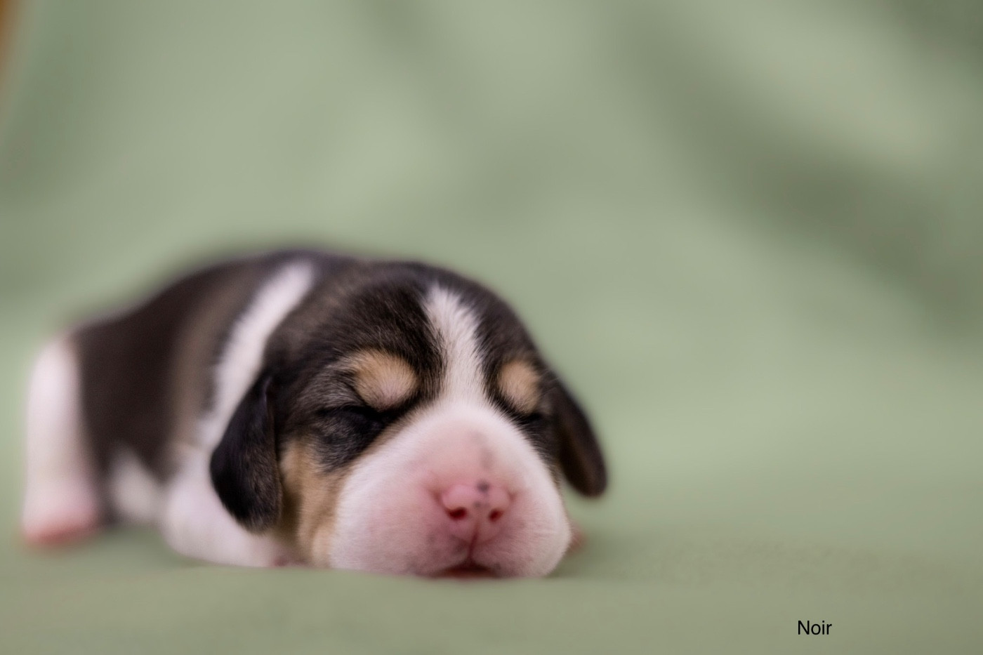 du domaine d'Amandine - Chiots disponibles - Beagle