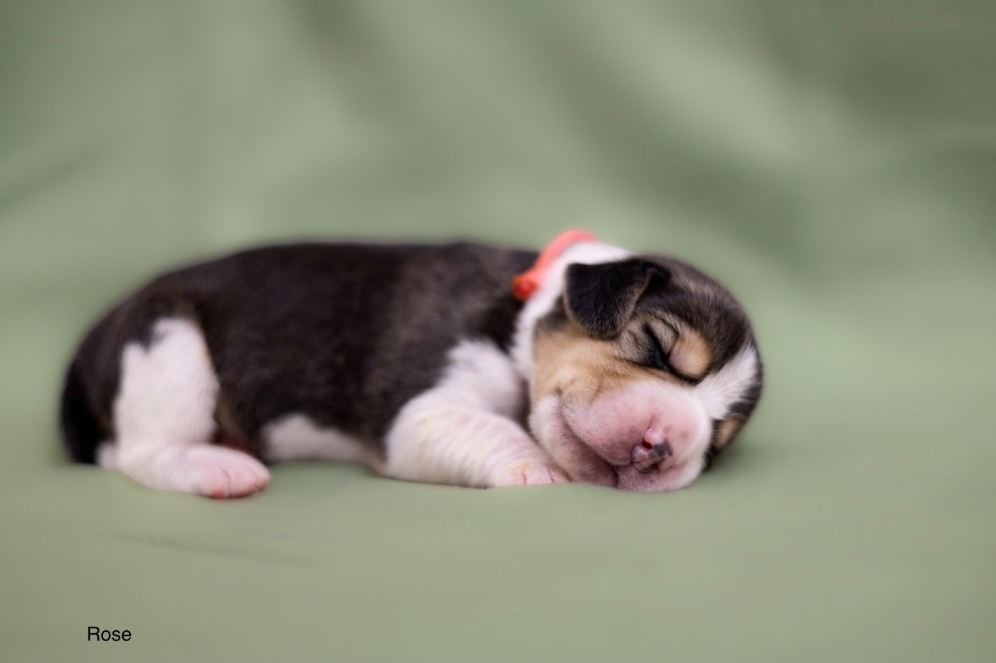 du domaine d'Amandine - Chiots disponibles - Beagle