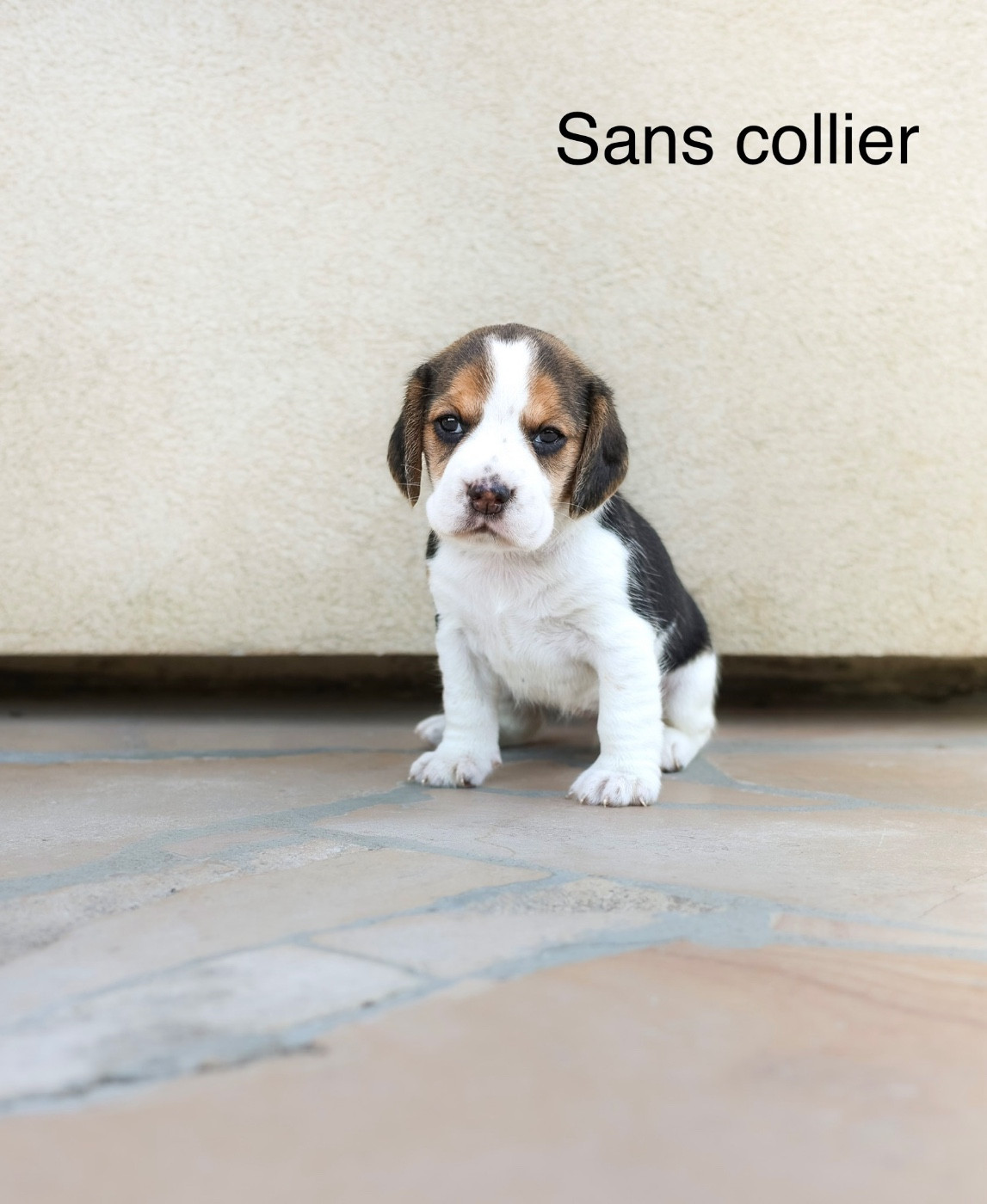 du domaine d'Amandine - Chiots disponibles - Beagle