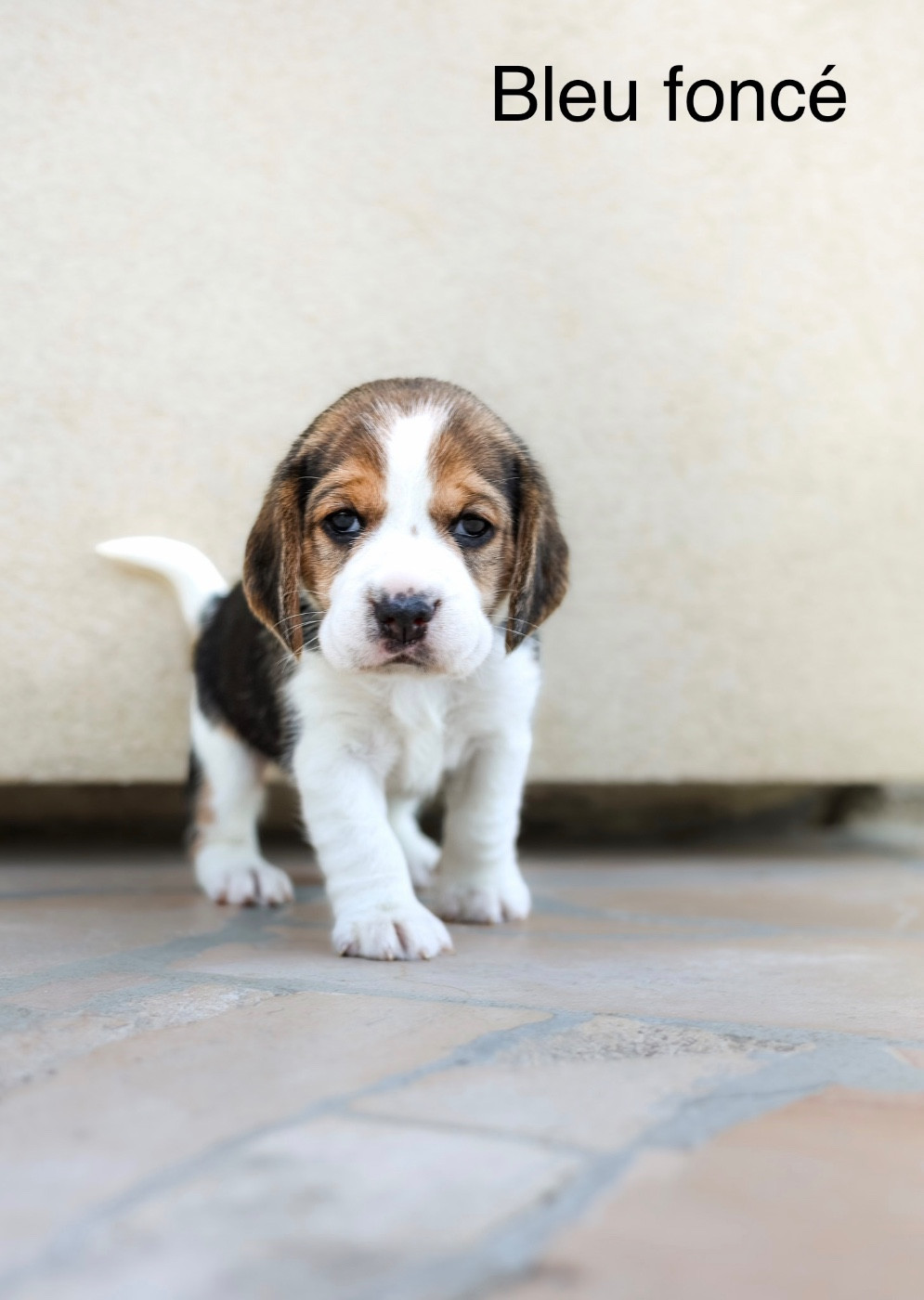 du domaine d'Amandine - Chiots disponibles - Beagle