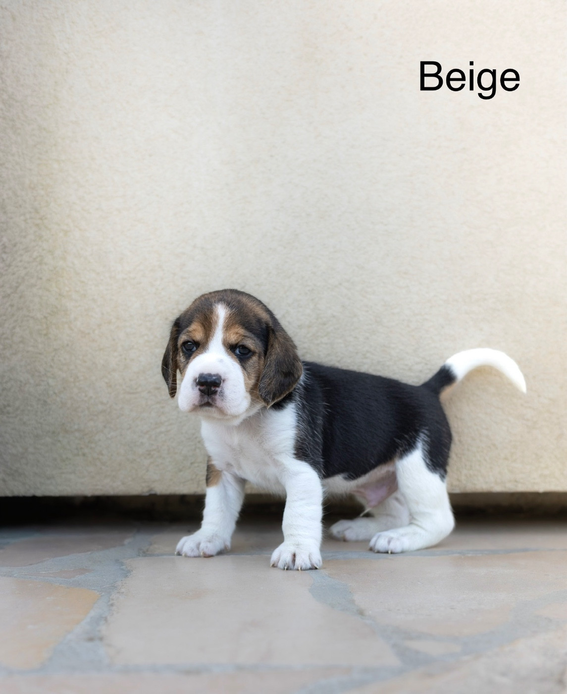 du domaine d'Amandine - Chiots disponibles - Beagle