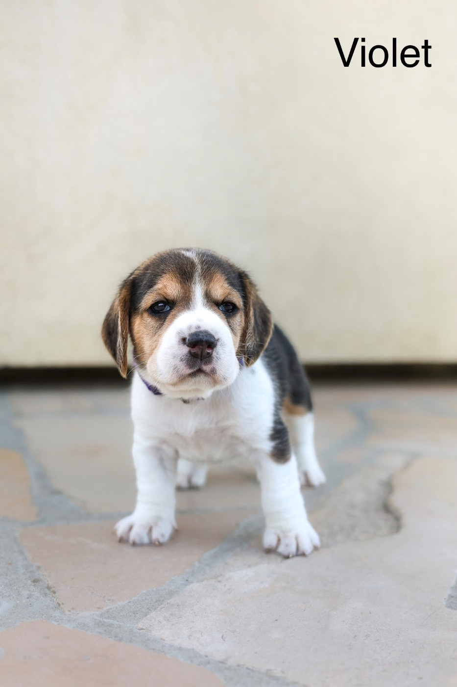 du domaine d'Amandine - Chiots disponibles - Beagle
