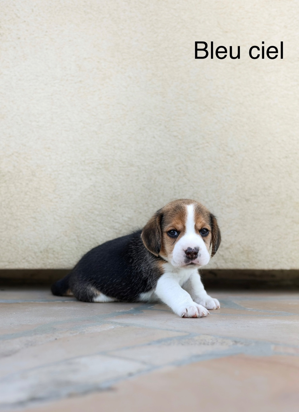 du domaine d'Amandine - Chiots disponibles - Beagle