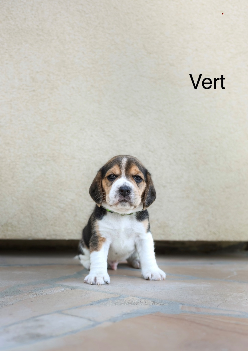 du domaine d'Amandine - Chiots disponibles - Beagle