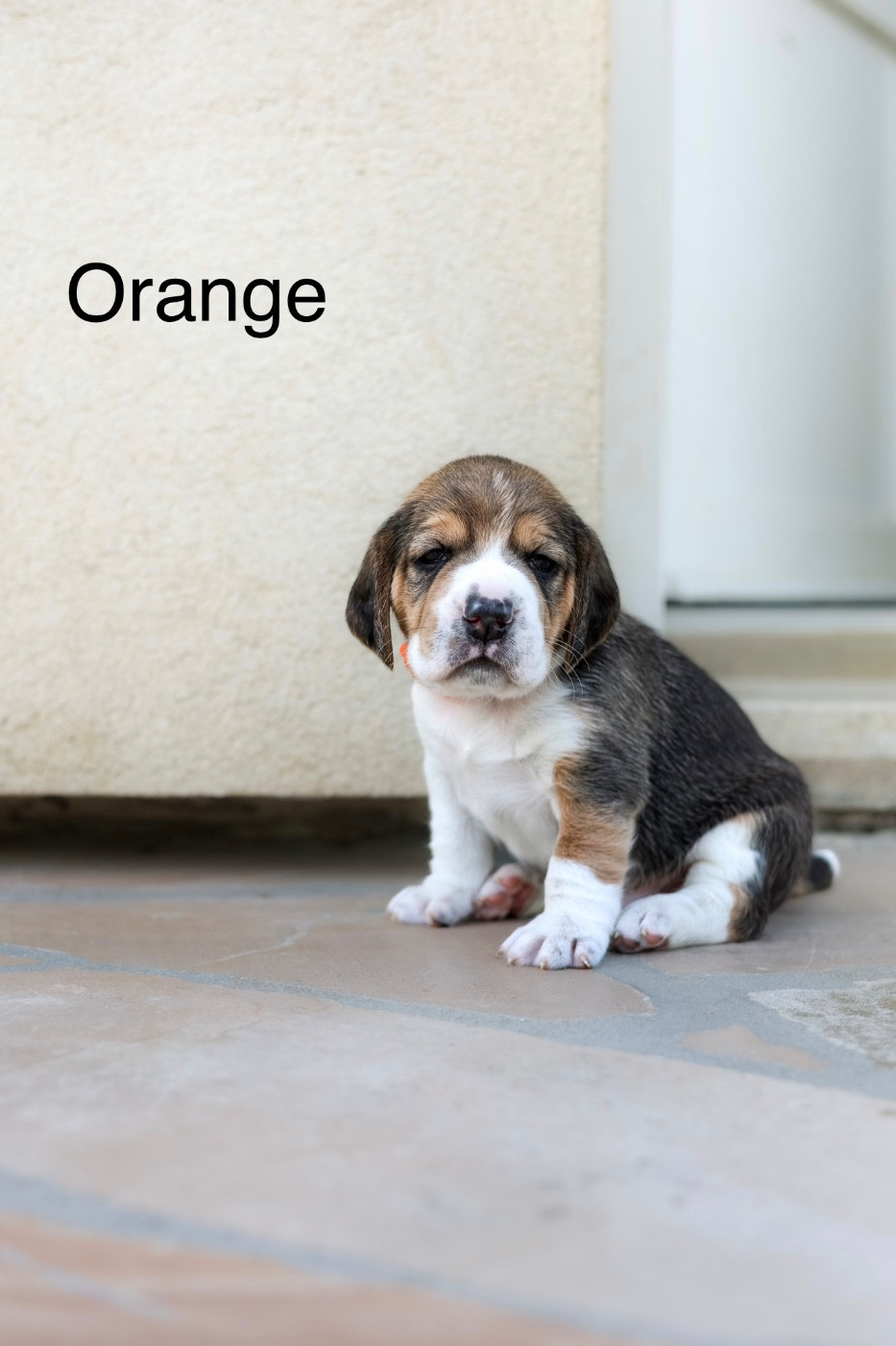 Collier orange