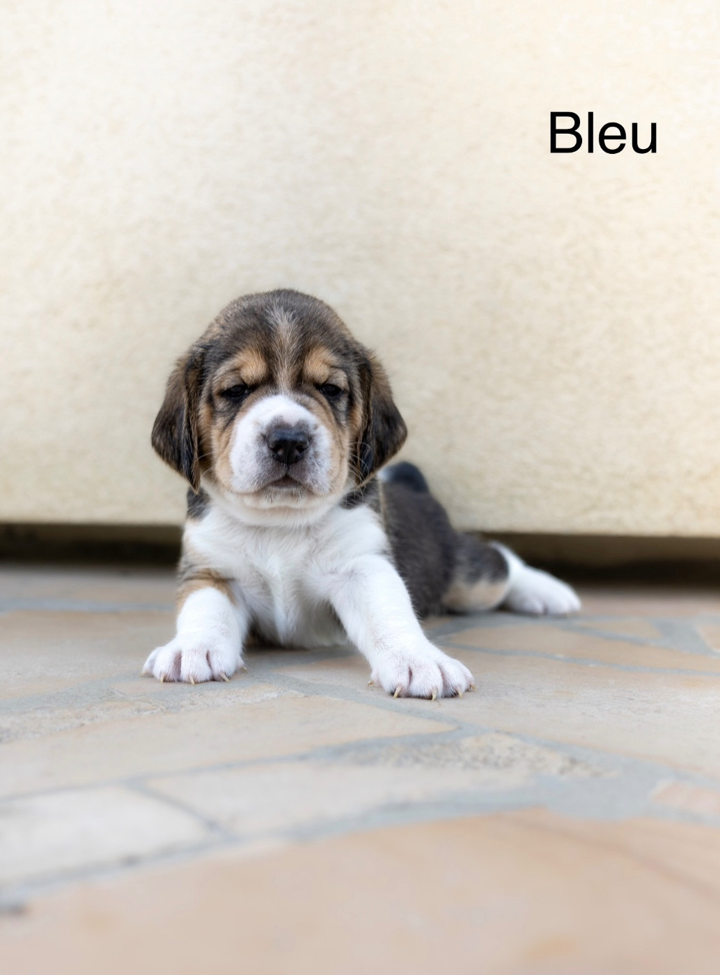 du domaine d'Amandine - Chiots disponibles - Beagle