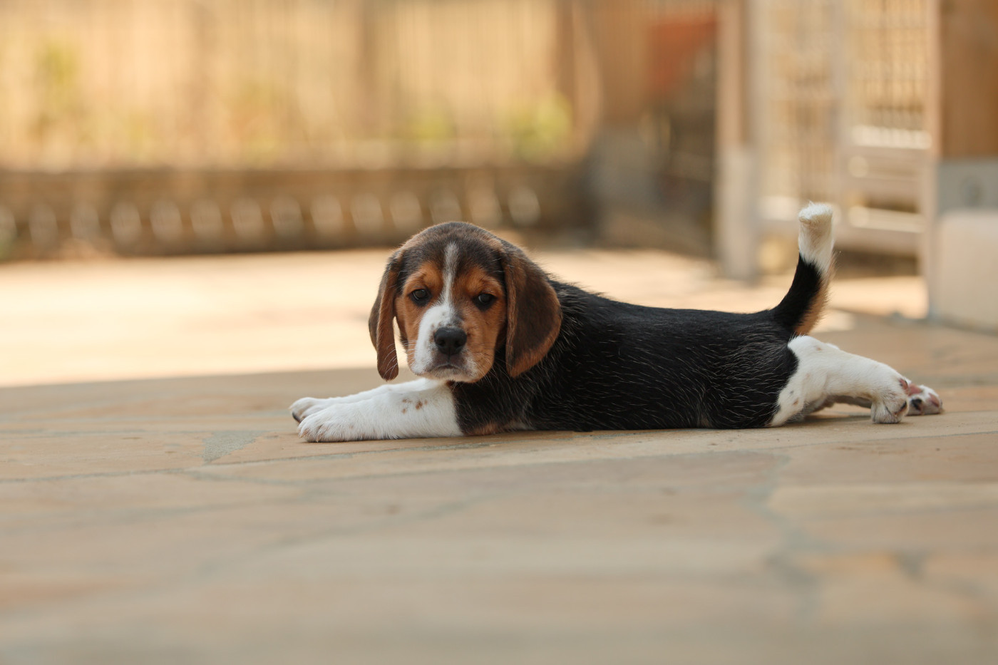 du domaine d'Amandine - Chiots disponibles - Beagle