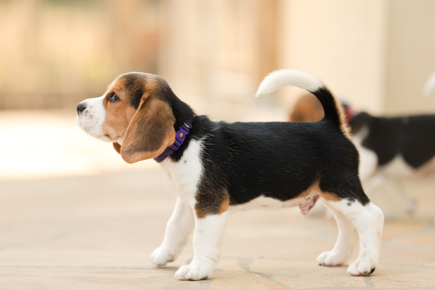 du domaine d'Amandine - Chiots disponibles - Beagle