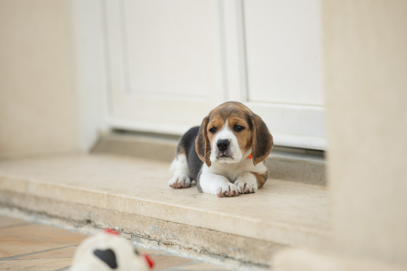 du domaine d'Amandine - Chiots disponibles - Beagle