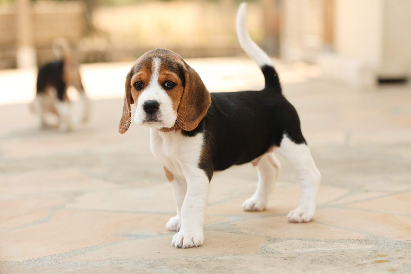 du domaine d'Amandine - Chiots disponibles - Beagle