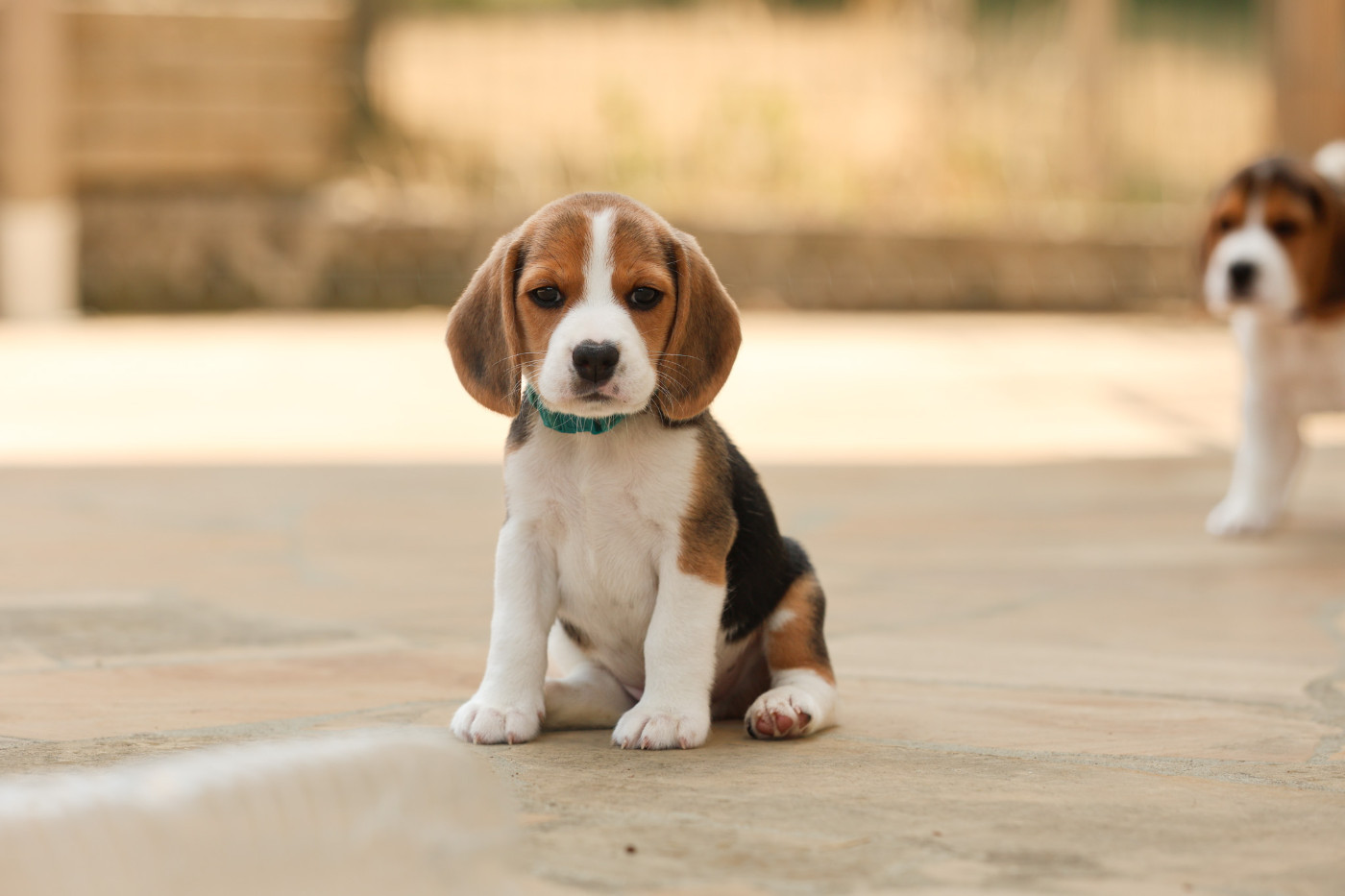 du domaine d'Amandine - Chiots disponibles - Beagle