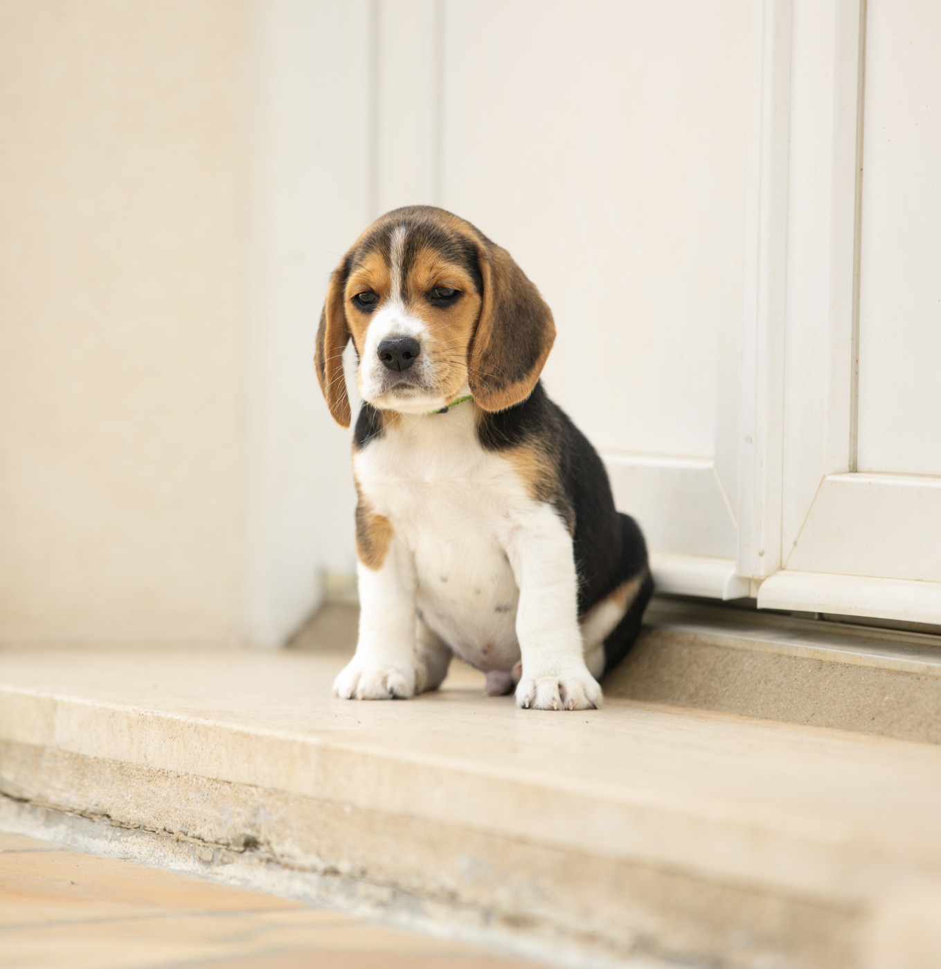 du domaine d'Amandine - Chiots disponibles - Beagle