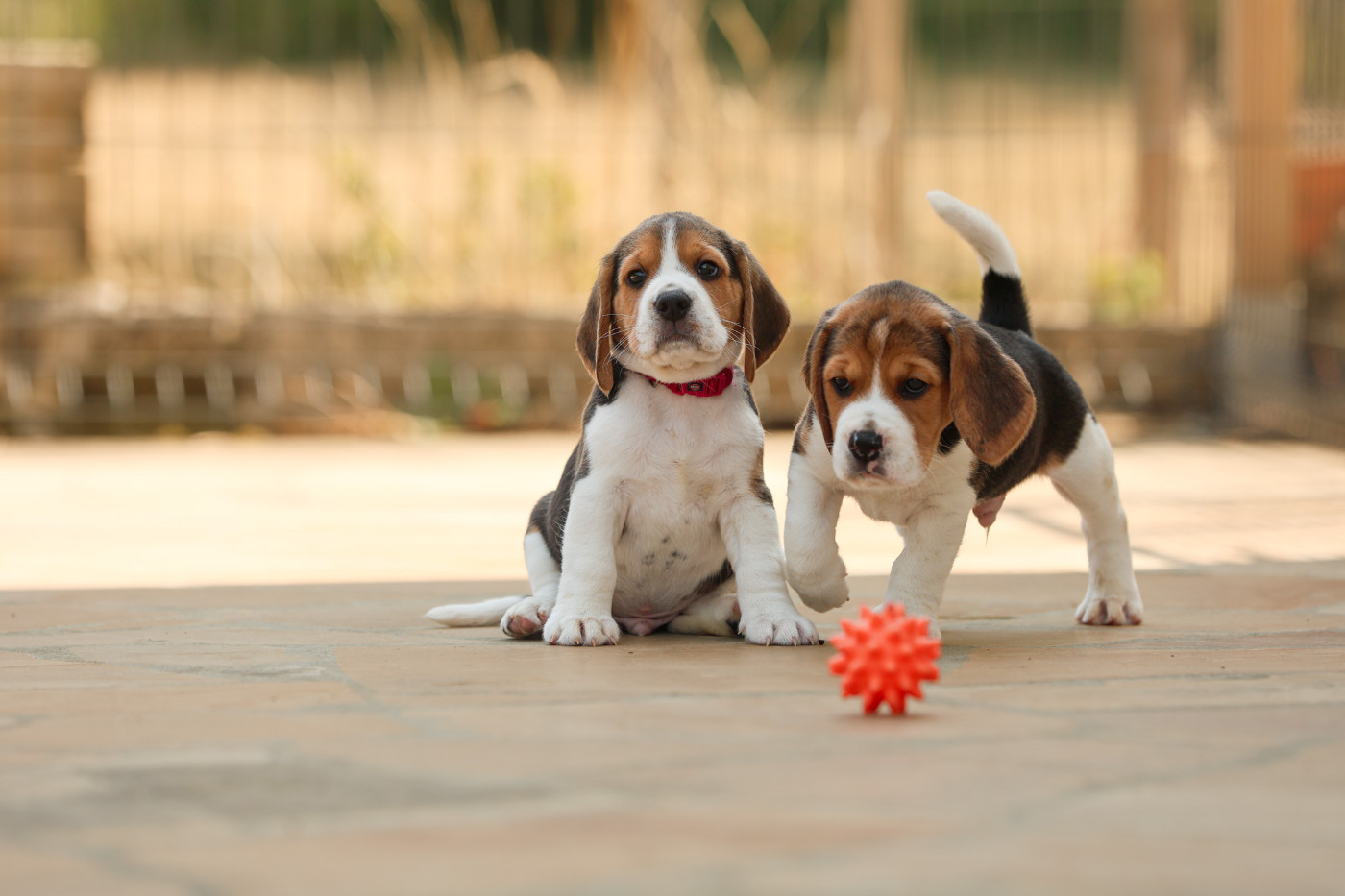 du domaine d'Amandine - Chiots disponibles - Beagle