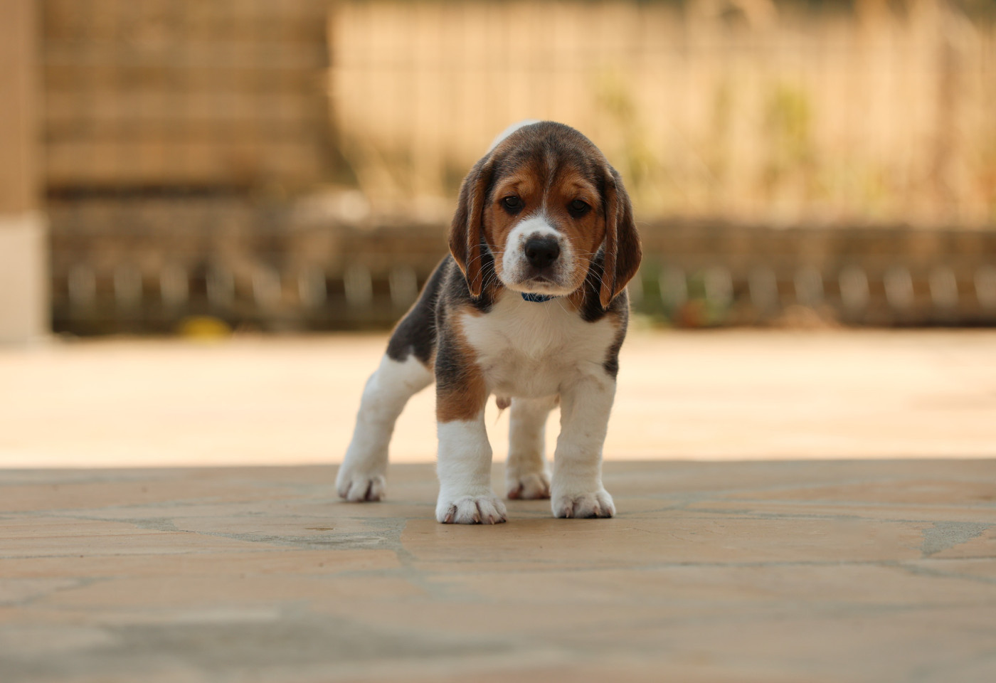 du domaine d'Amandine - Chiots disponibles - Beagle