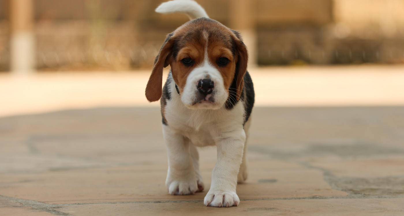du domaine d'Amandine - Chiots disponibles - Beagle