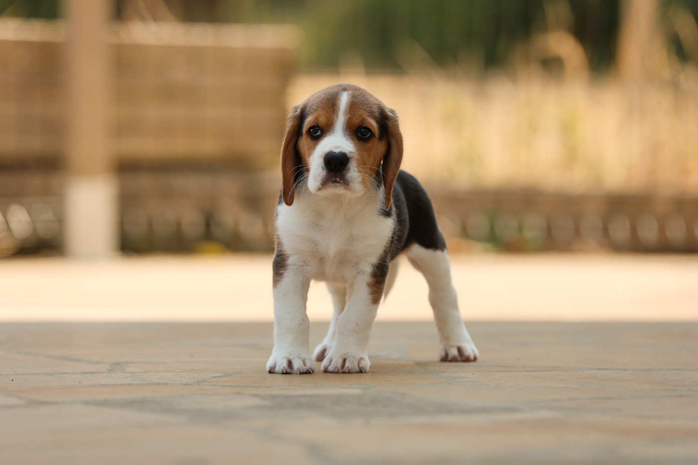 du domaine d'Amandine - Chiots disponibles - Beagle