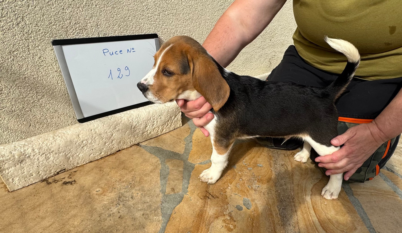 du domaine d'Amandine - Chiots disponibles - Beagle