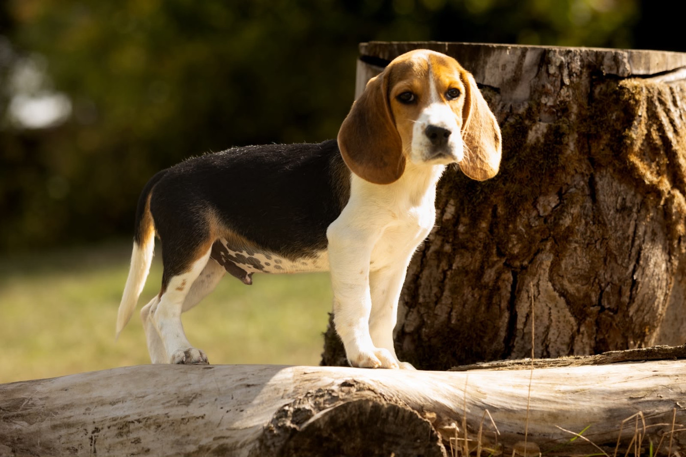 du domaine d'Amandine - Chiots disponibles - Beagle