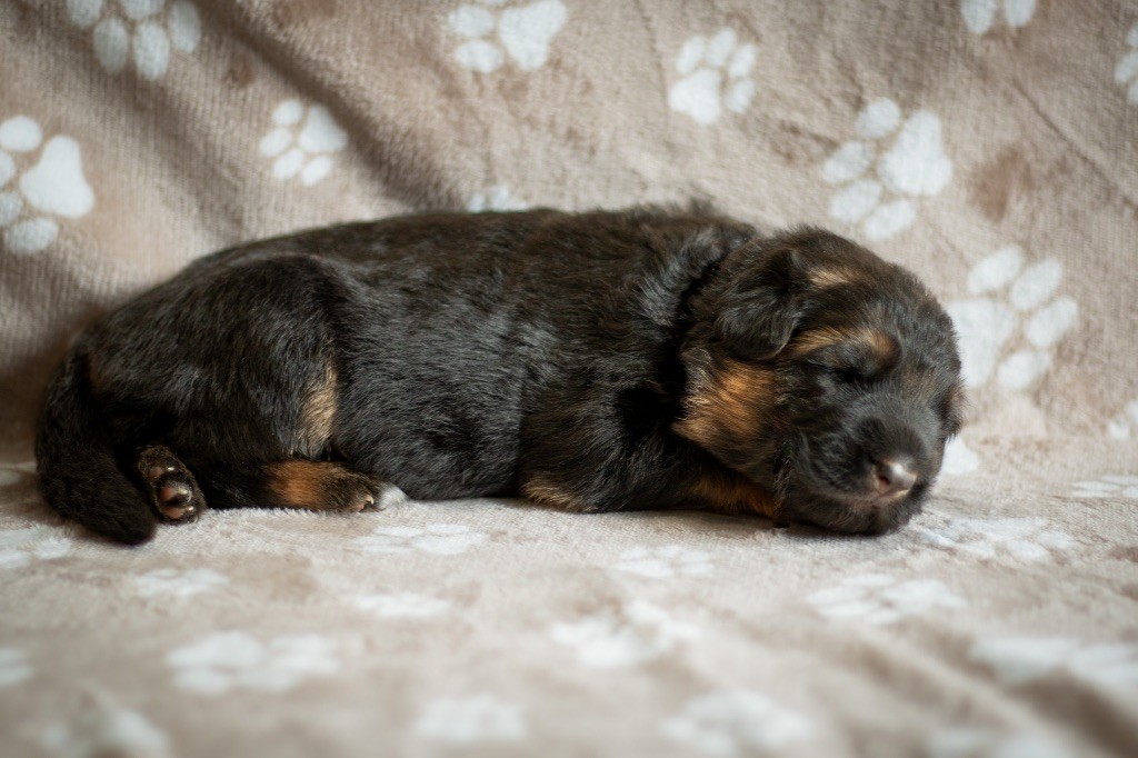 du domaine d'Amandine - Chiots disponibles - Berger Allemand