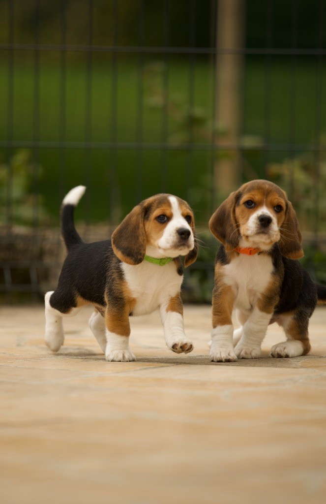 Chiot Beagle du domaine d'Amandine