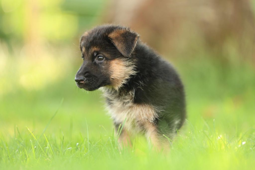 du domaine d'Amandine - Chiots disponibles - Berger Allemand